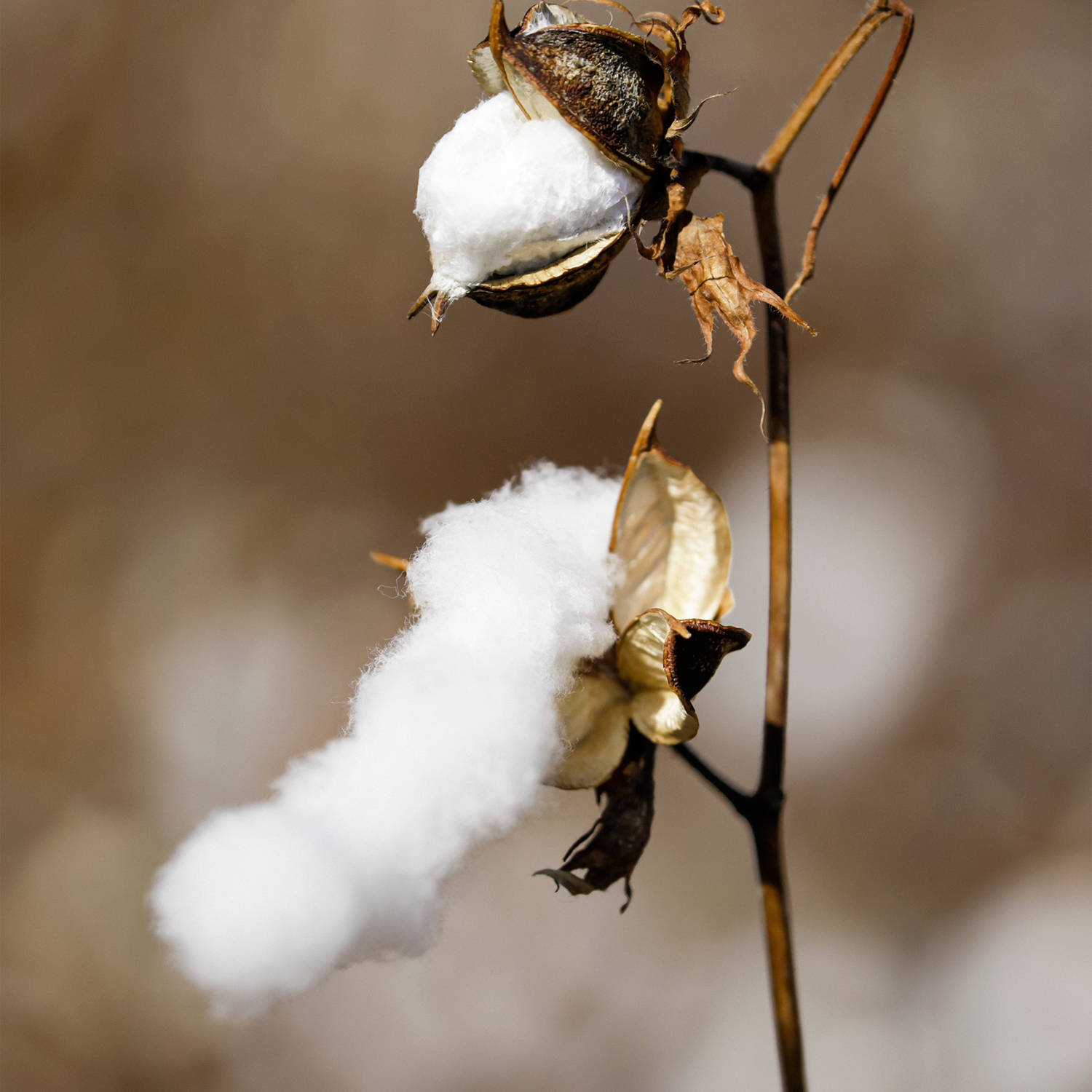 Close-up of raw cotton