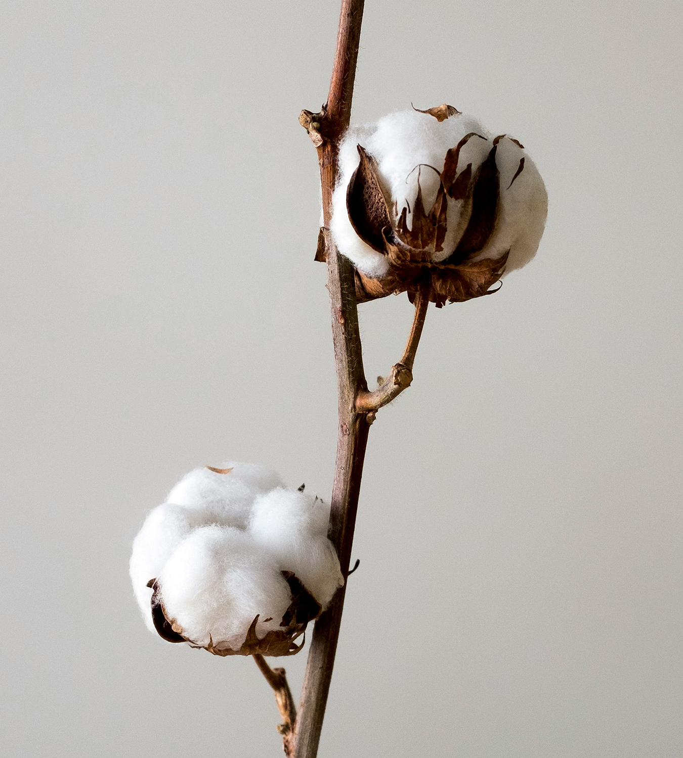 Cotton bolls open on the branch