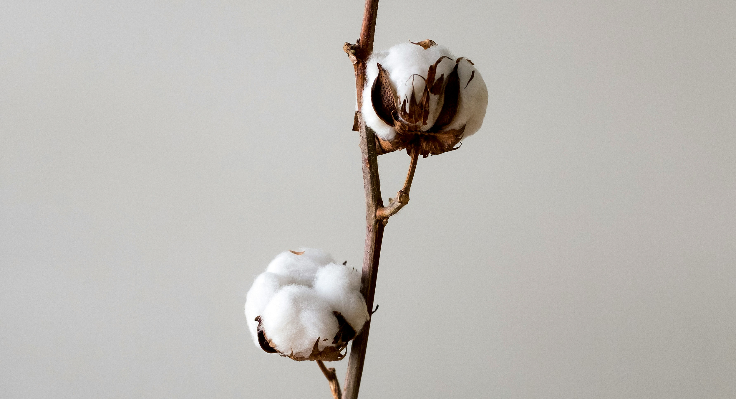 Cotton bolls open on the branch